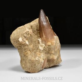 zub ryboještěra - Mosasaurus