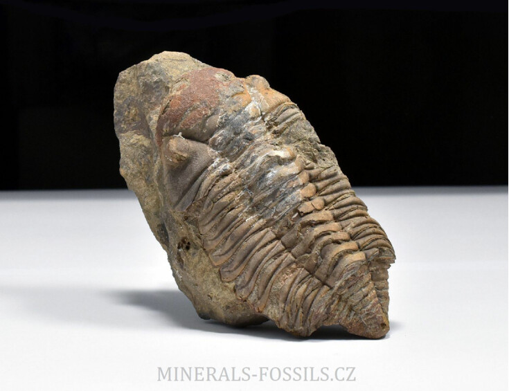 trilobit Dalmanitina cf. proaeva