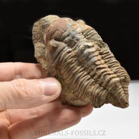 trilobit Dalmanitina cf. proaeva