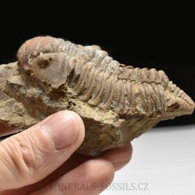 trilobit Dalmanitina cf. proaeva