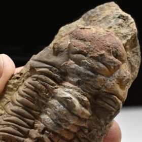 trilobit Dalmanitina cf. proaeva