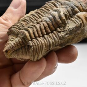 trilobit Dalmanitina cf. proaeva