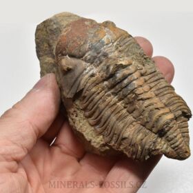 trilobit Dalmanitina cf. proaeva