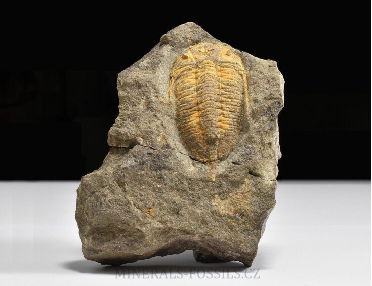 trilobit Chattiaspis sp.