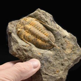 trilobit Chattiaspis sp.