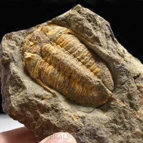 trilobit Chattiaspis sp.