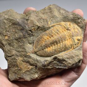 trilobit Chattiaspis sp.