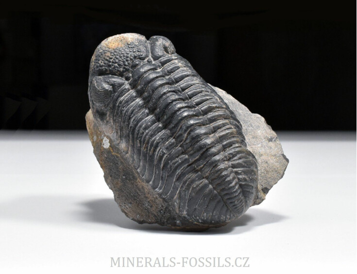 trilobit Phacops speculator