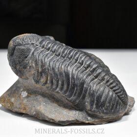 trilobit Phacops speculator