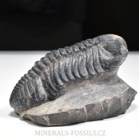 trilobit Phacops speculator