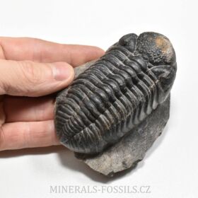 trilobit Phacops speculator