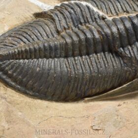 veliký trilobit rodu Zlichovaspis