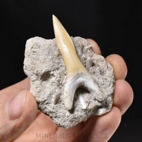 zub žraloka z čeledi písečníkovitých