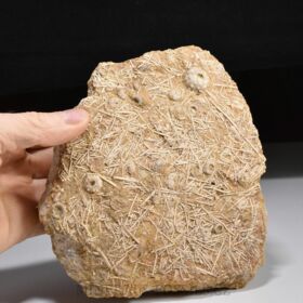 zkamenělé ježovky rodu Acrosalenia
