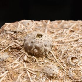 zkamenělé ježovky rodu Acrosalenia