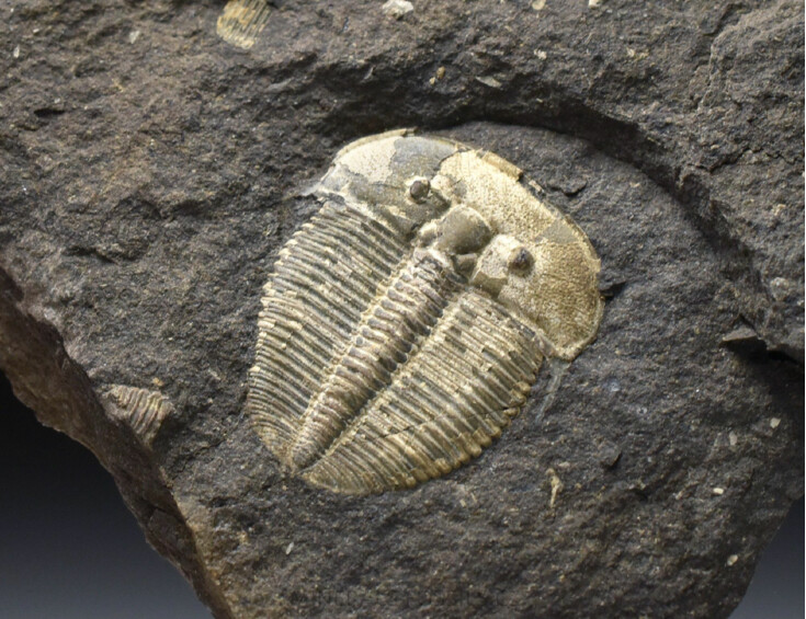 trilobit Aulacopleura konincki