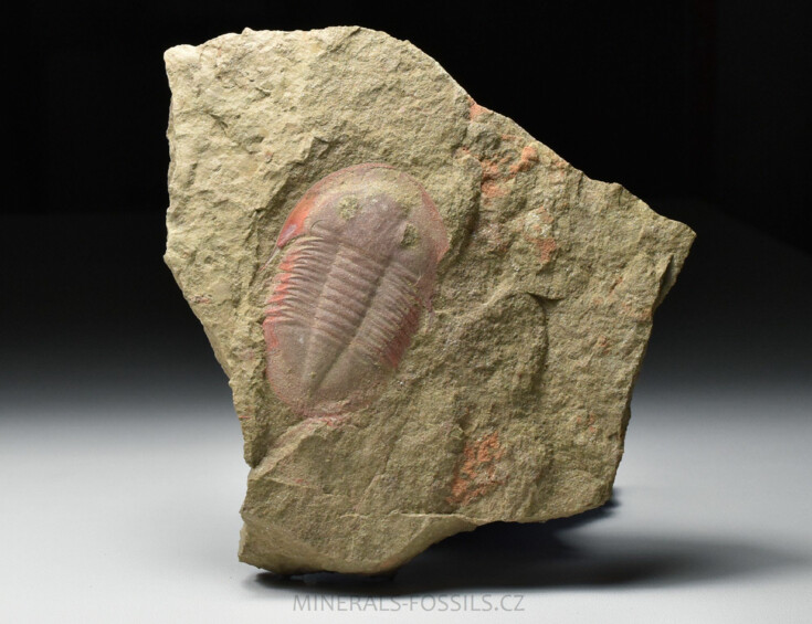 trilobit Asaphus fezoutaensis