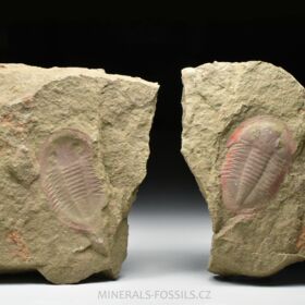 trilobit Asaphus fezoutaensis