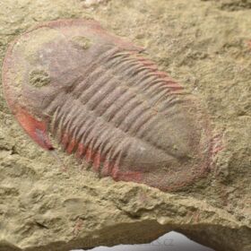 trilobit Asaphus fezoutaensis