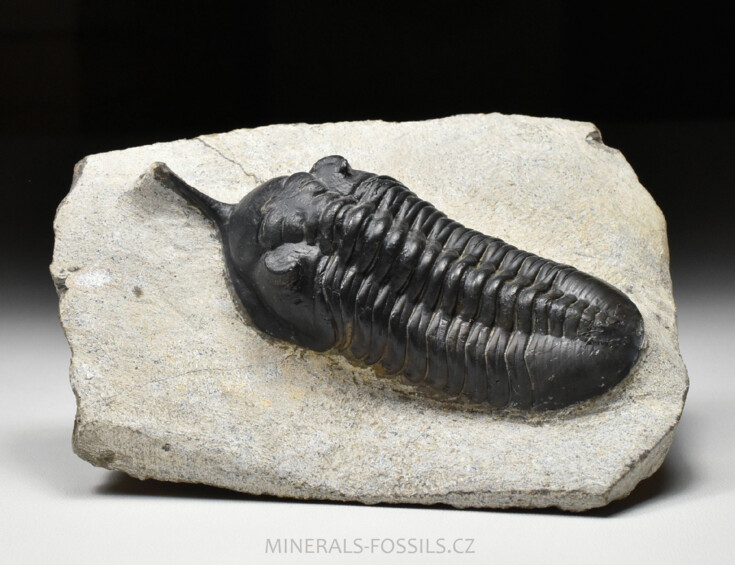 trilobit Morocconites malladoides