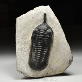 trilobit Morocconites malladoides