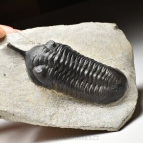 trilobit Morocconites malladoides