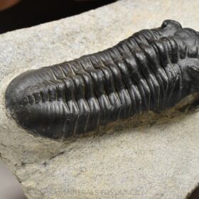 trilobit Morocconites malladoides