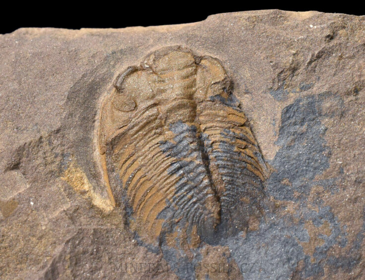 trilobit Eccaparadoxides pusillus