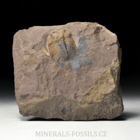 trilobit Eccaparadoxides pusillus