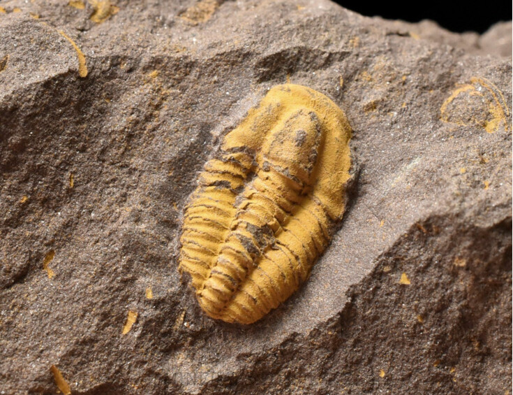 trilobit Skreiaspis spinosa