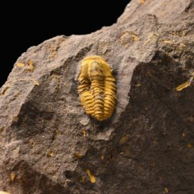 trilobit Skreiaspis spinosa