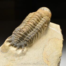 trilobit Crotalocephalina gibba