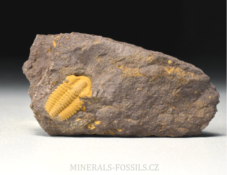 trilobit Acadolenus snajdri