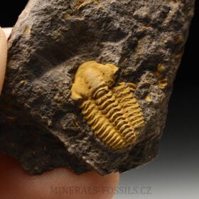 trilobit Acadolenus snajdri