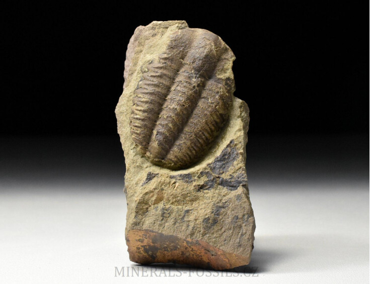 trilobit Ellipsocephalus vetustus