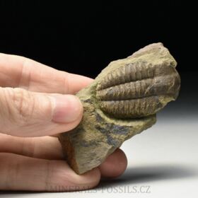 trilobit Ellipsocephalus vetustus