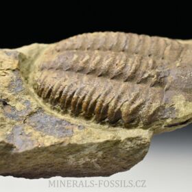 trilobit Ellipsocephalus vetustus