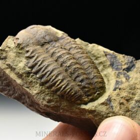 trilobit Ellipsocephalus vetustus