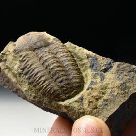 trilobit Ellipsocephalus vetustus