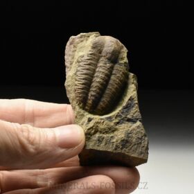 trilobit Ellipsocephalus vetustus