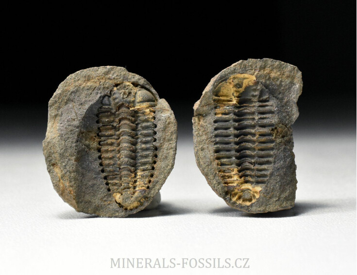 trilobit Placoparia zippei