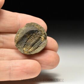 trilobit Placoparia zippei