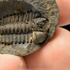 trilobit Placoparia zippei