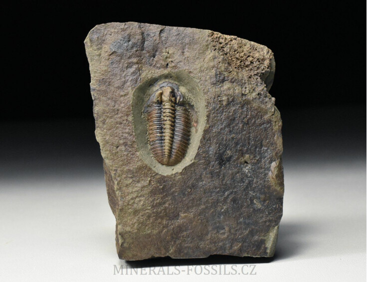 trilobit Lobocephalina emmrichi