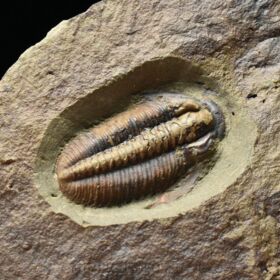 trilobit Lobocephalina emmrichi