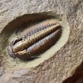 trilobit Lobocephalina emmrichi