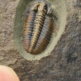 trilobit Lobocephalina emmrichi