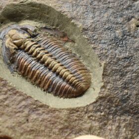 trilobit Lobocephalina emmrichi