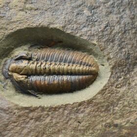 trilobit Lobocephalina emmrichi