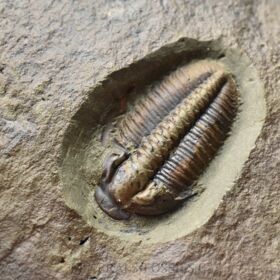 trilobit Lobocephalina emmrichi